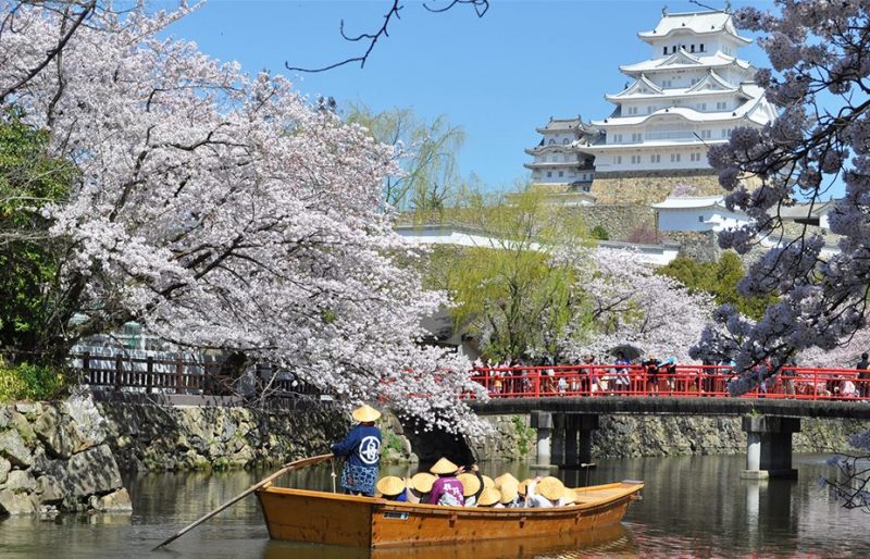 Himeji castle and river during the cherry blossom season